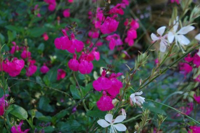 Salvia 'Cerro Potosi' - medium image 1
