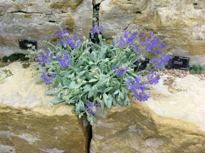 Salvia daghestanica - medium image 1