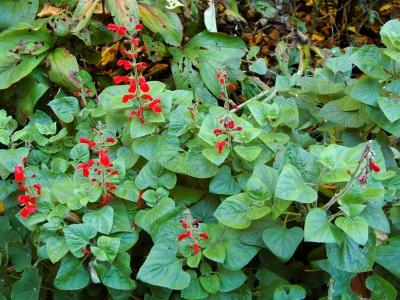 Salvia darcyii - medium image 1