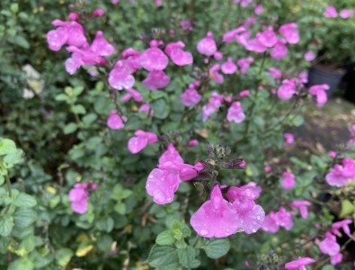 Salvia 'Flower Child' - medium image 1