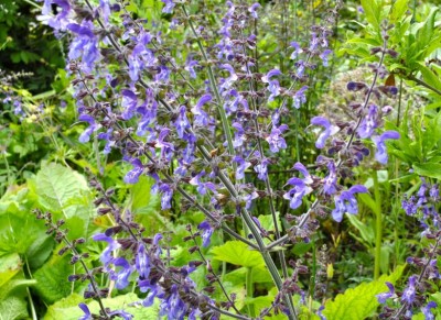 Salvia forskaehlii - medium image 1