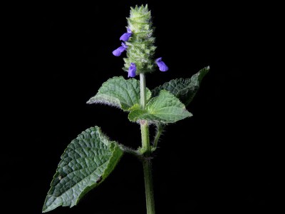 Salvia hispanica (Chia) - medium image 1