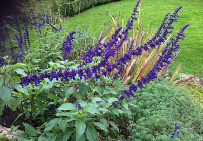 Salvia 'Indigo Spires' - medium image 1