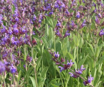 Salvia lavandulifolia - medium image 1