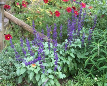 Salvia 'Mystic Spires' - medium image 1