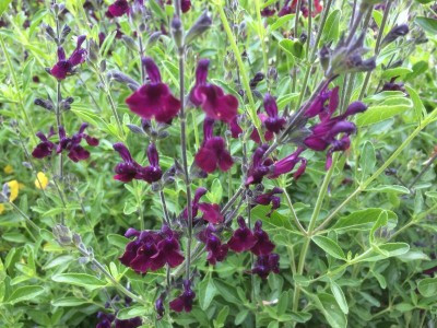 Salvia 'Nachtvlinder' (Night Moth) - medium image 1