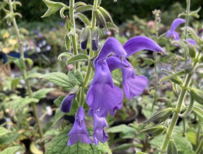 Salvia patens 'Chilcombe' - medium image 1