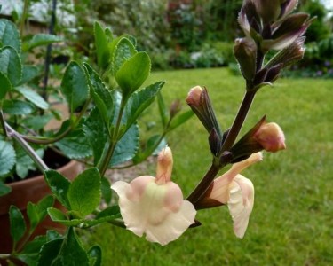 Salvia 'Peach Parfait' - medium image 1