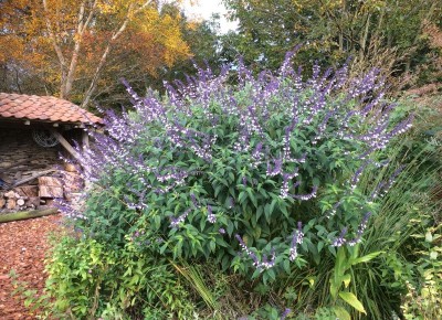 Salvia 'Phyllis' Fancy' - medium image 1