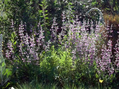 Salvia recognita - medium image 1