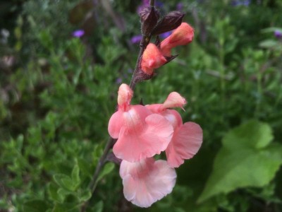 Salvia 'Ribambelle' AGM - medium image 1