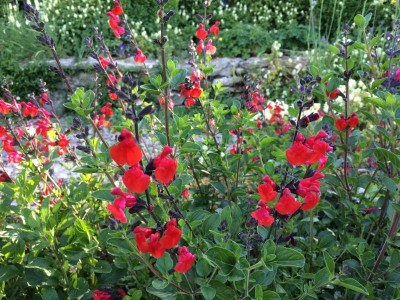 Salvia 'Royal Bumble' - medium image 1