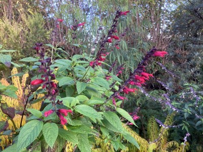 Salvia 'Sebastian' - medium image 1