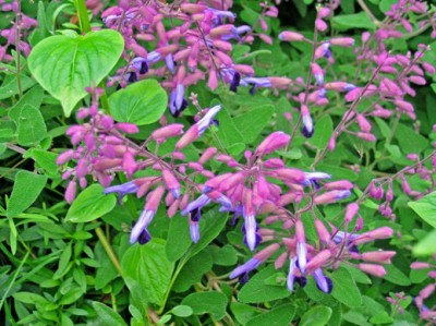 Salvia semiatrata - medium image 1