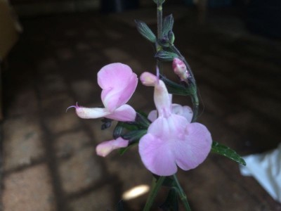 Salvia 'Shame' - medium image 1