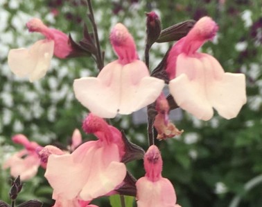 Salvia 'Strawberries and Cream' - medium image 1