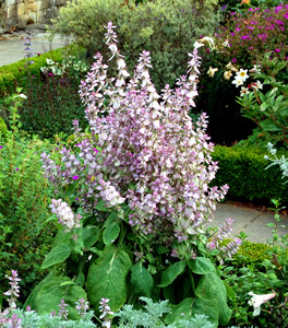 Salvia turkestanica - medium image 1
