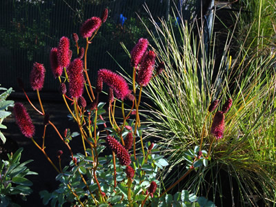 Sanguisorba menziesii - medium image 1