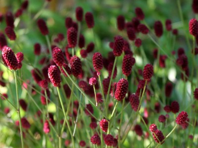 Sanguisorba officinalis - medium image 1
