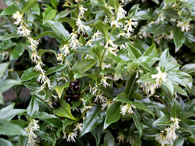 Sarcococca confusa - medium image 1