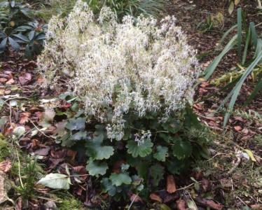 Saxifraga fortunei 'Wada' - medium image 1