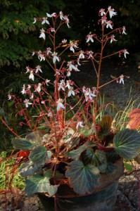 Saxifraga stolonifera AGM - medium image 1