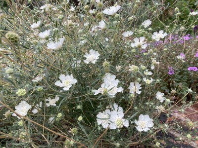 Scabiosa argentea - medium image 1