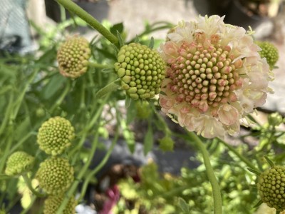 Scabiosa atropurpurea 'Fata Morgana' - medium image 1
