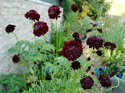 Scabiosa 'Black Knight' - medium image 1