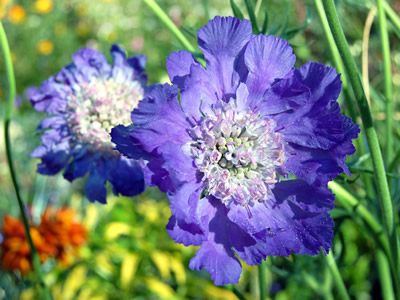 Scabiosa caucasica 'Fama' - medium image 1