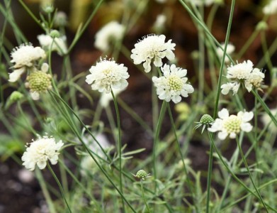 Scabiosa columbaria 'Moon Dance' - medium image 1