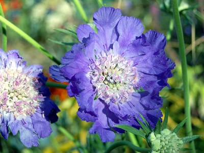 Scabiosa 'Deep Waters' - medium image 1