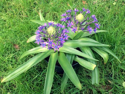 Scilla peruviana - medium image 1