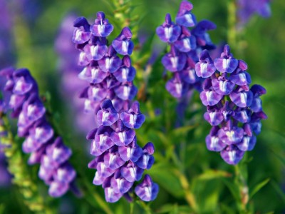 Scutellaria baicalensis - medium image 1