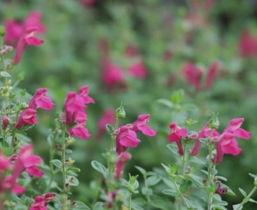 Scutellaria 'Texas Rose' - medium image 1