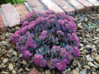 Sedum cauticola 'Coca-Cola' - medium image 1