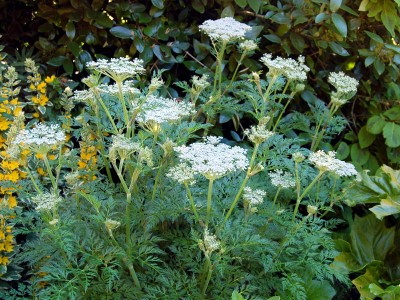 Selinum wallichianum - medium image 1