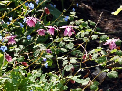 Semiaquilegia ecalcarata - medium image 1