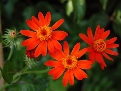 Senecio confusus - medium image 1