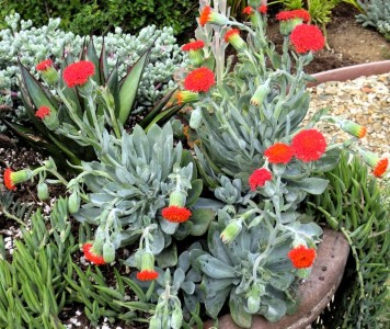 Senecio 'Orange Flame' - medium image 1