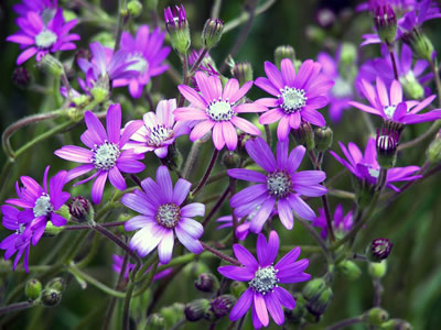 Senecio polyodon - medium image 1