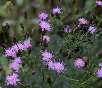 Serratula tinctoria - medium image 1