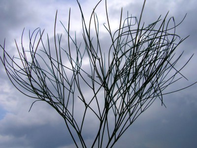 Seseli gracile - medium image 1