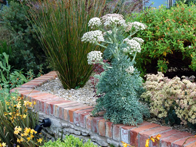 Seseli gummiferum - medium image 1