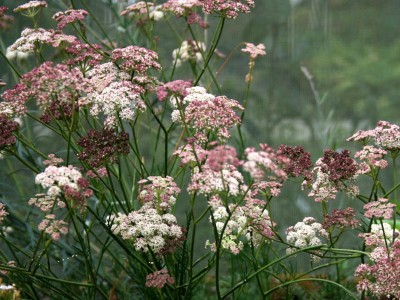 Seseli hippomarathrum - medium image 1