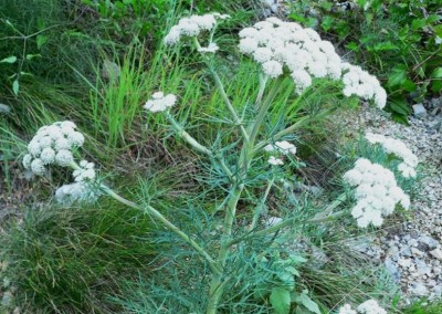 Seseli rigidum - medium image 1