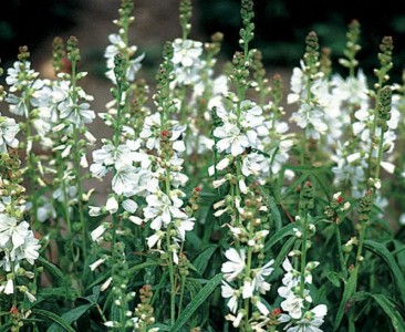Sidalcea candida 'Bianca' - medium image 1