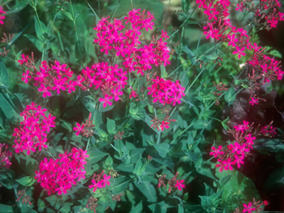 Silene armeria 'Electra' - medium image 1