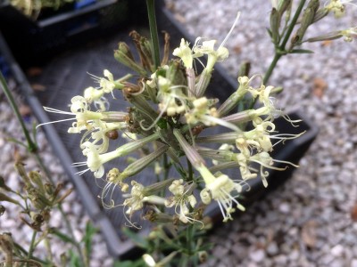 Silene 'Confetti' - medium image 1