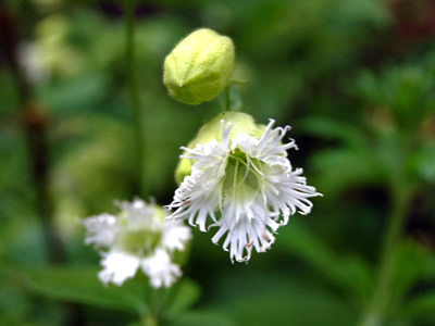 Silene fimbriata - medium image 1